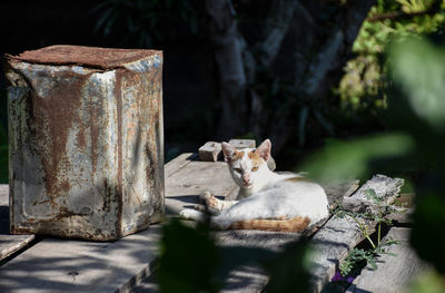 Cat sitting outdoors