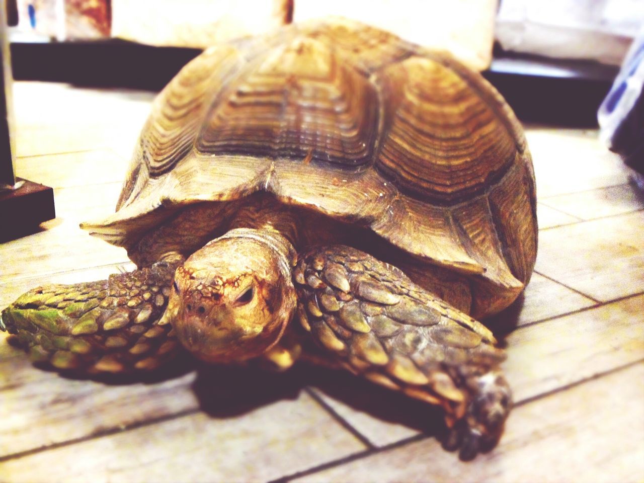 animal themes, one animal, animals in the wild, wildlife, close-up, focus on foreground, animal shell, indoors, reptile, wood - material, day, no people, turtle, high angle view, nature, selective focus, table, insect, zoology