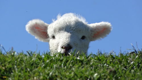 Close-up of sheep on field against sky