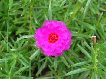 Close-up of pink flower blooming outdoors