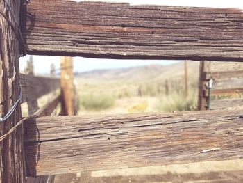 Close-up of wooden post on tree trunk