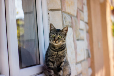 Cat looking through window