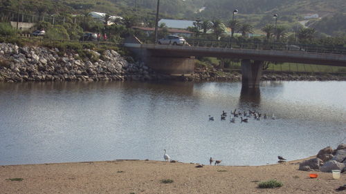 View of swans on bridge over river