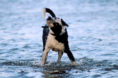 Dog on sea shore