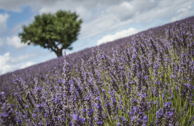 Close-up of purple flowering plants on field