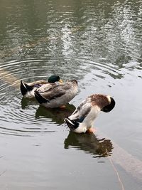 High angle view of duck swimming on lake