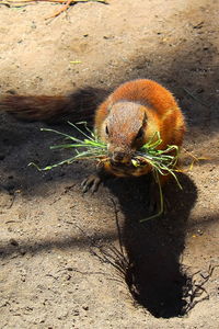 High angle view of snake on field