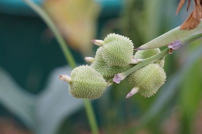 Close-up of flower buds