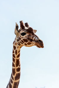 Low angle view of giraffe against sky