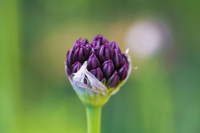 Close-up of purple flower blooming outdoors