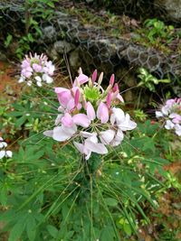 Close-up of flowers blooming outdoors