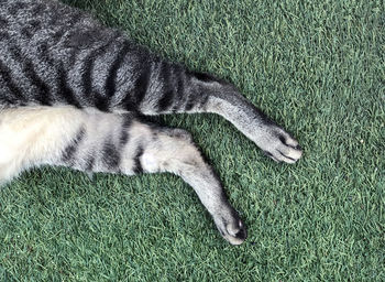 High angle view of cat sleeping on grass