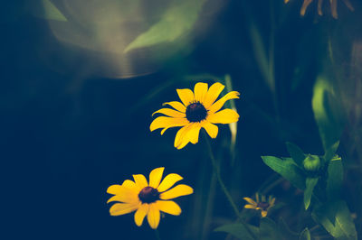 Close-up of yellow cosmos flowers blooming outdoors