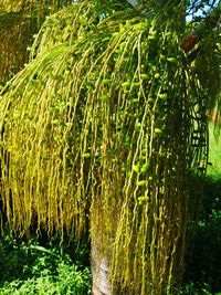 Close-up of plants growing on land
