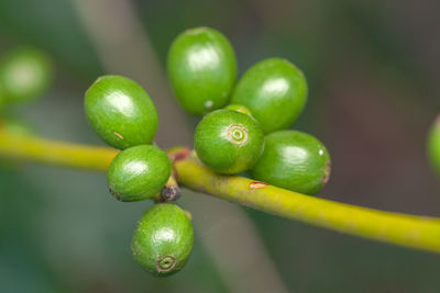 Close-up of fruits growing on tree