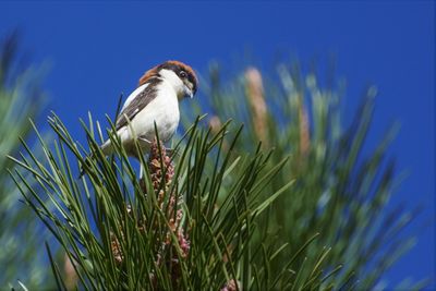 Close-up of bird perching on plant against sky