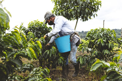 Unrecognizable male farmer in face mask picking ripe berries from green coffee shrub growing on vast agricultural plantation in quindio department of colombia