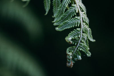 Close-up of tree during winter