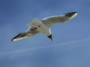 Low angle view of bird flying against blue sky