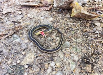 High angle view of snake on garbage