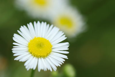 Close-up of white daisy blooming outdoors