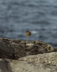 Bird perching on rock by sea