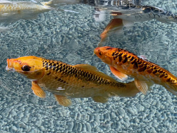 High angle view of fish in sea