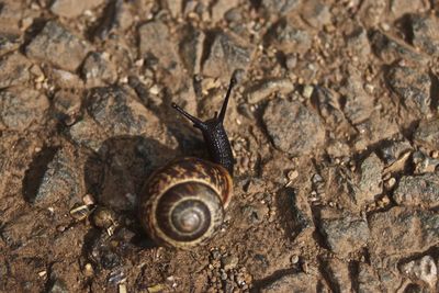 Directly above shot of snail on field