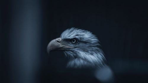 Close-up of eagle against black background