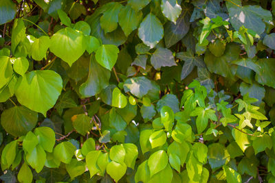 Full frame shot of green leaves on plant