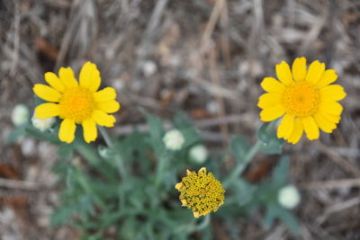 Close-up of yellow flowering plant on field