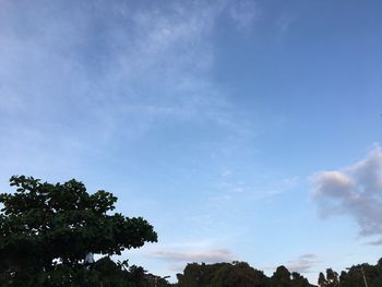 Low angle view of trees against blue sky