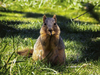 Portrait of squirrel sitting on field