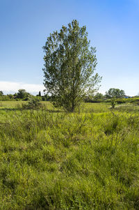 Scenic view of field against clear sky