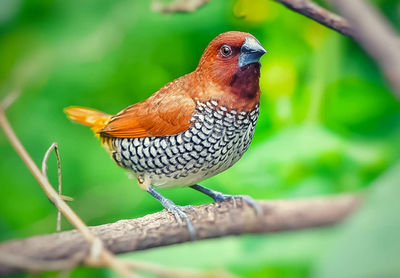 Close-up of a bird perching on branch