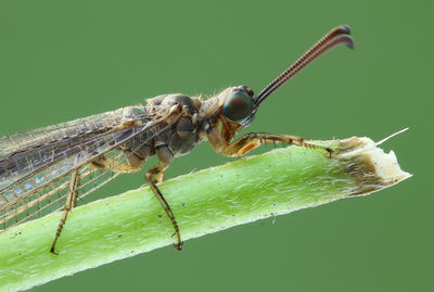 Close-up of damselfly on leaf
