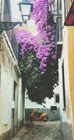 Low angle view of pink flowering plants