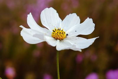 Close-up of flower against blurred background