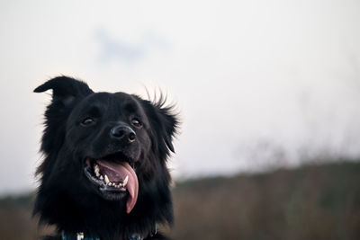Close-up of a dog looking away