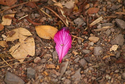 Fallen leaves on ground