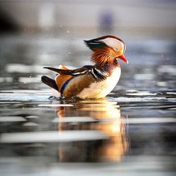 Duck swimming in a lake