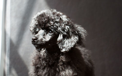 Close-up of dog looking away