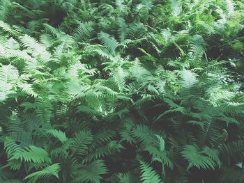 Trees growing in forest