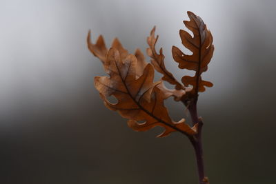 Close-up of dried leaves