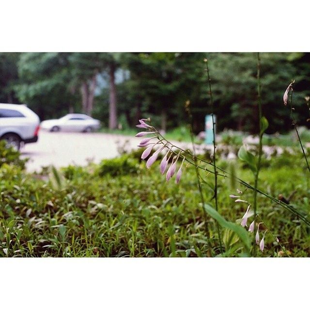 transportation, transfer print, focus on foreground, land vehicle, car, mode of transport, flower, grass, auto post production filter, plant, growth, selective focus, field, road, street, day, close-up, nature, outdoors, fragility