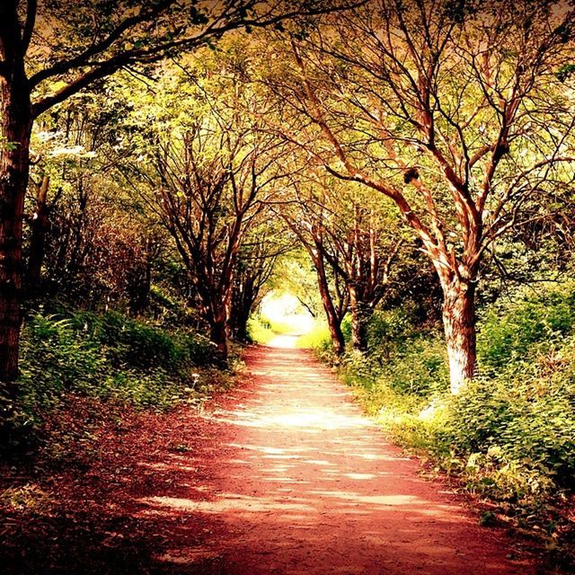 tree, the way forward, diminishing perspective, tranquility, vanishing point, tranquil scene, branch, nature, footpath, growth, beauty in nature, forest, bare tree, treelined, scenics, pathway, narrow, walkway, dirt road, autumn