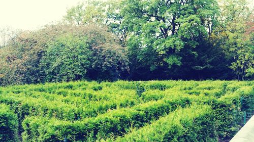 Trees growing in field