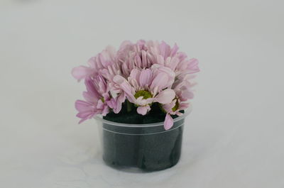 Close-up of pink flower in pot against white background