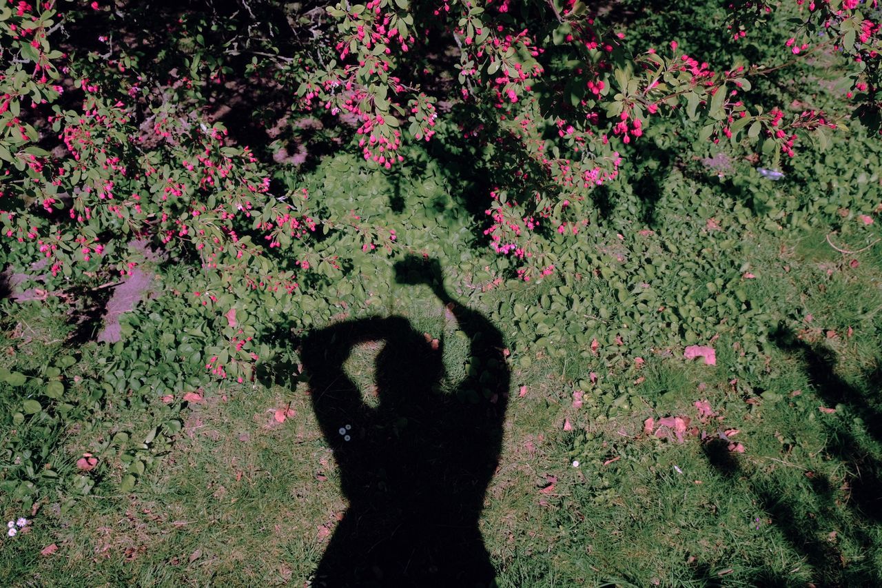 plant, real people, one person, nature, high angle view, day, growth, flower, leisure activity, flowering plant, lifestyles, shadow, green color, standing, outdoors, focus on shadow, field, land, beauty in nature