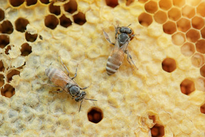 Macro of working bees on honeycomb, background hexagon texture,